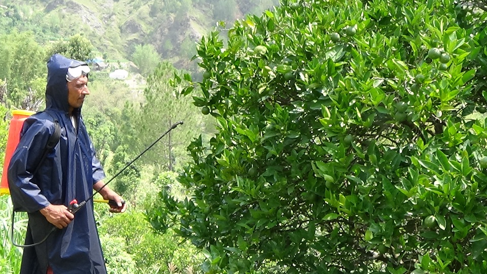 सिन्धुलीका किसान जुनारलाई औंसा किराबाट जोगाउदै
