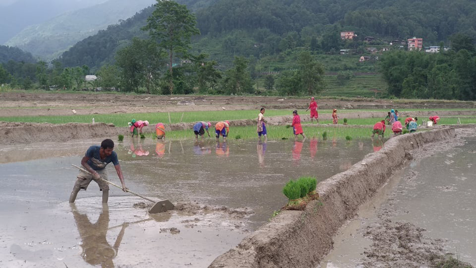 सिन्धुलीमा रोपाइँ अझै जारी, ६५ प्रतिशत सकियो