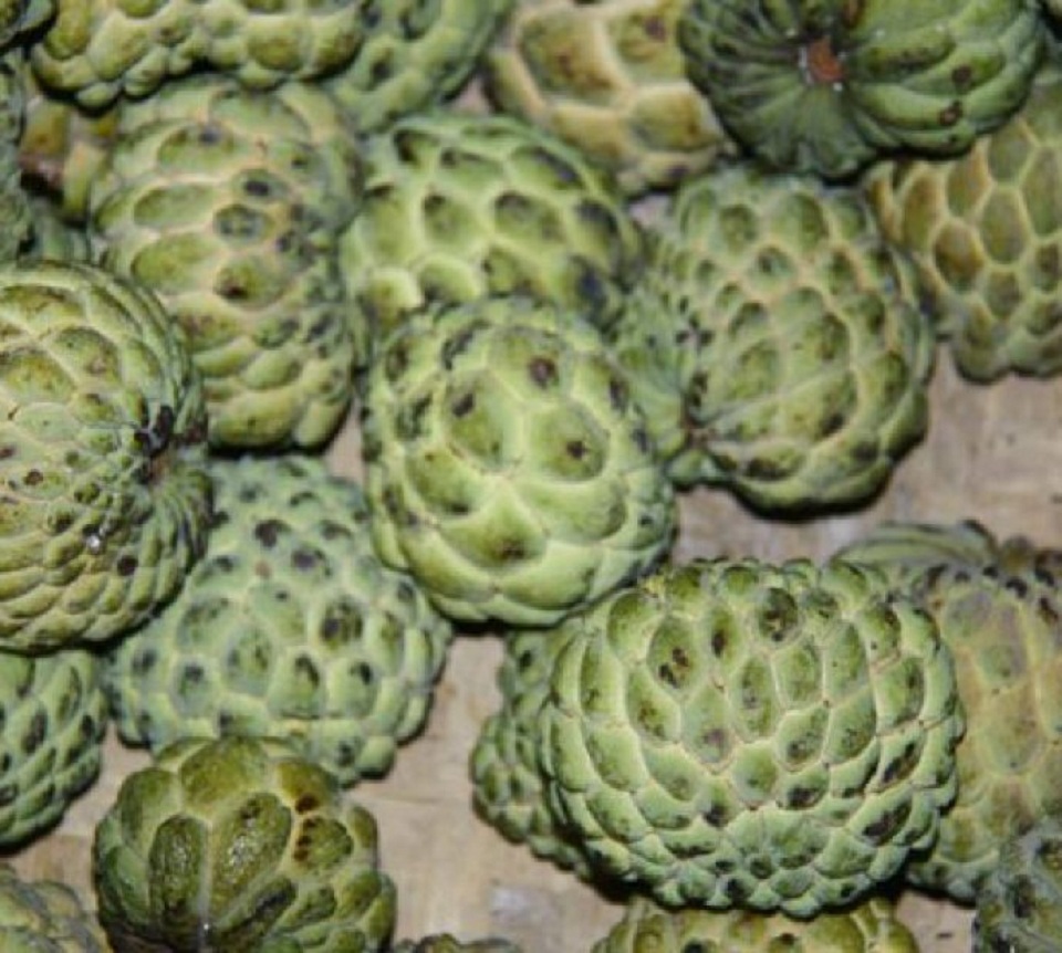 सिन्धुलीमा सरिफाबाट मनग्य आम्दानी