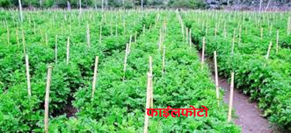 मुसहर समुदायकै उदाहरणीय कृषक बन्दै मालती